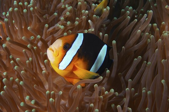 A clownfish, Clark's anemonefish (Amphiprion clarkii), hides between the tentacles of a sea anemone. Toyapakeh Dive Site, Nusa Ceningan, Nusa Penida, Bali, Indonesia