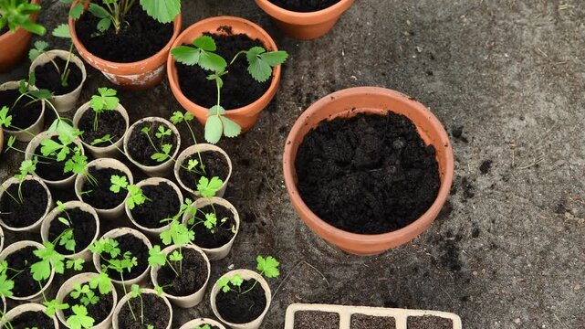 Person adding soil into a pot in a garden