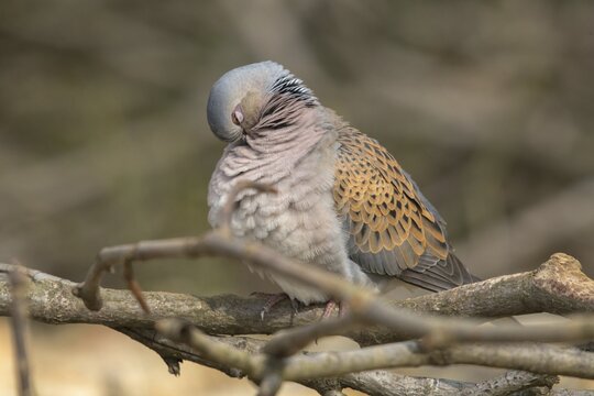 Streptopelia turtur, turtle dove, birds, columbidae, doves, plumage care, preening, pigeons, birds