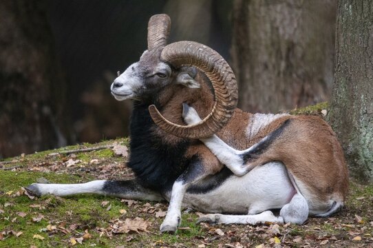 Artiodactyla, even-toed ungulate, mouflon, mouflon, mouflon, ovis gmelini musimon, cloven-hoofed, mammals, sheep, mammals, rams, game