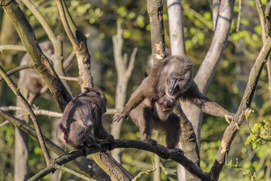 An adult female mandrill (Mandrillus leucophaeus) is standing with her baby high up in a tree on a branch, fighting with another female. A green forest can be seen in the background