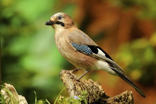 Eurasian jay (Garrulus glandarius) standing on a tree root, Siegerland, North Rhine-Westphalia, Germany