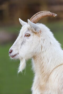 White domestic goat (Capra aegagrus hircus) billy goat, animal portrait, Schleswig-Holstein, Germany
