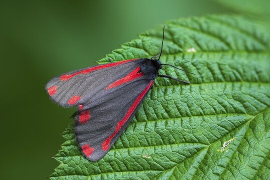 Blood bear, jacobscraut bear, carmine bear, Tyria jacob&auml;&auml;, butterfly, cinnabar moth, insects, moths, moths, butterfly