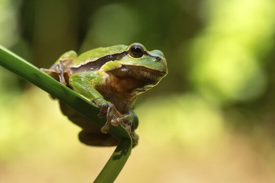 European tree frog, hyla arborea, tree frog, amphibians, amphibians, amphibians