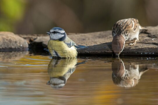 Blue tit, tree sparrow, parus caeruleus, passer Montanus, sparrow, tree sparrow, bath, bird bath, birds, tit, passeri, songbirds, sparrow, sparrow, sparrow, sparrow, birdbath, birds, watering place