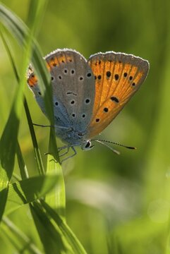 Large fire butterfly, large copper, Lycaena dispar, Bulgaria, butterfly, female, high size, portrait format, insects, butterfly, butterflies, butterflies, female