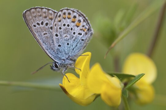 Argus blue, plebeius argus, silver-studded blue, butterfly, insects, butterfly, butterflies