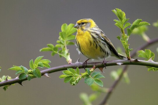 European Serin, serine, serinus serinus, birds, male, passeri, songbirds, birds
