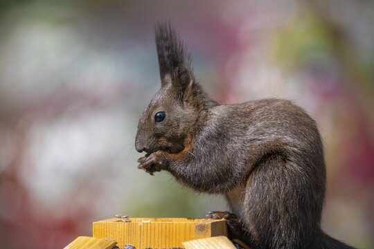Eurasian red squirrel (Sciurus vulgaris), melanistic animal, also known as black squirrel, sits on birdhouses, and fetches food through the roof hatch, feeding hatch, Stuttgart, Baden-W&uuml;rttemberg, Germany