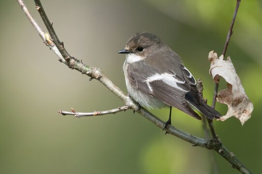Ficedula hypoleuca, pied flycatcher, mourning snapper, mourning snapper, birds, male, passeri, songbirds, birds