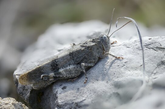Acrididae, caelifera, field locusts, gomphocerinae, grasshoppers, short-feeler, Oedipoda germanica, red-winged wasteland scare, grasshoppers, grasshoppers, insects, red-winged grasshoppers, wasteland scare