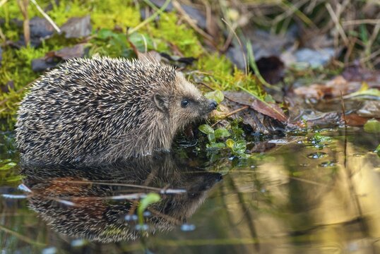Erinaceus europaeus, hedgehog, insectivora, insectivora, insectivora, mammals, prickly, mammals
