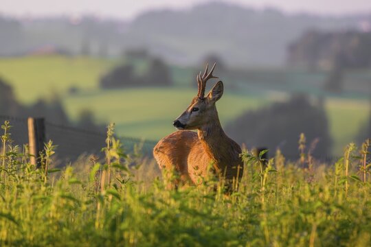 A roe deer buck (Capreolus capreolus) stands in a meadow in the first light of the day