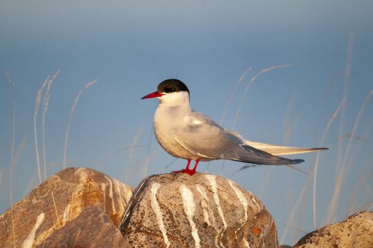 Arctic tern, arctic tern, Norway, sterna paradisaea, varanger, birds, charadriiformes, limikolen, terns, sternidae, tern, birds