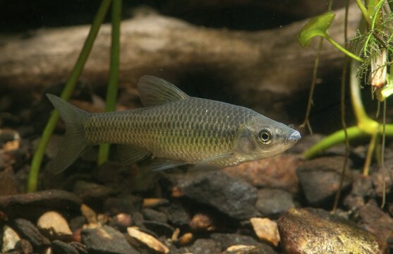 Blue ribbon bear, pseudorasbora parva, stone moroco, stone moroko, fish, fish, pisces, topmouth gudgeon