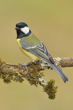 Great Tit (Parus major), sitting on a branch overgrown with moss and lichen, Wildlife, Animals, Birds, Tits, Wilnsdorf, North Rhine-Westphalia, Germany