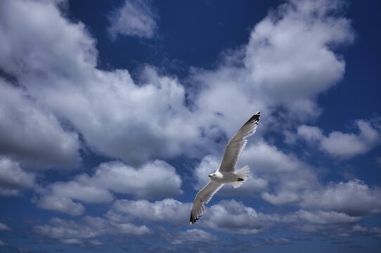 Herring Gull (Larus argentatus), cloudy sky, in flight, catching insects, &Eacute;tretat, Normandy, Seine-Maritime, France