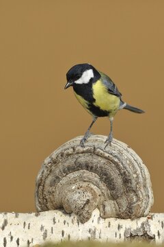 Great tit (Parus major) sitting on tinder fungus (Fomes fomentarius), North Rhine-Westphalia, Germany