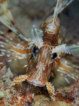 Portrait of pacific red lionfish (Pterois volitans), Dive Site House Reef, Mangrove Bay, El Quesir, Red Sea, Egypt