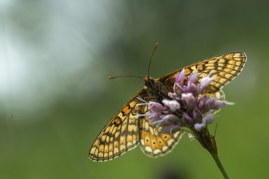 Bite check moth, bite tick moth, euphydryas aurinia, eurodryas aurinia, golden tick moth, green ribbon, marsh fritillary, melitaea aurinia, scabiotic tick moth, butterfly, insects, butterfly, butterflies, butterflies