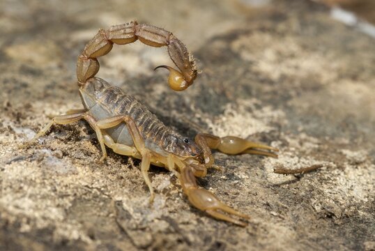 Arachnida, Buthus occitanus, common xellow scorpion, field scorpion, rock scorpion, yellow scorpion, yellow desert scorpion, scorpiones, arachnids, arthropods, extremadura, arthropods, arthropods, scorpions, Spain