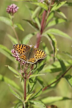 Queen of spain fritillary (Issoria lathonia), on common water aster (Asteraceae), Wilnsdorf, North Rhine-Westphalia, Germany