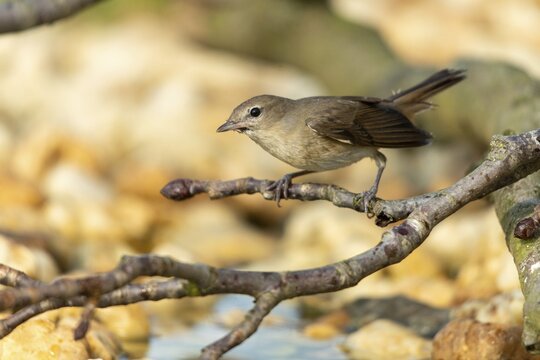 Garden warbler, garden warbler, Sylvia Borin, birds, passeri, songbirds, birds