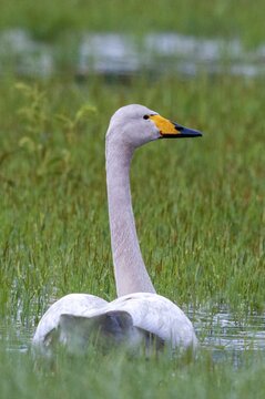 Cygnus cygnus, Finland, singing swan, whooper swan, anatidae, birds, duckbirds, high size, portrait format, swan, swans, swans, birds, waterbirds, waterbirds