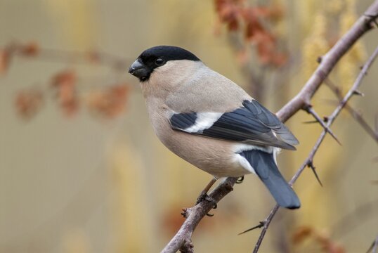 Bullfinch, Bullfinch, Pyrrhula Pyrrhula, Birds, Bullfinch, Female, Passeri, Songbirds, Birds, Female