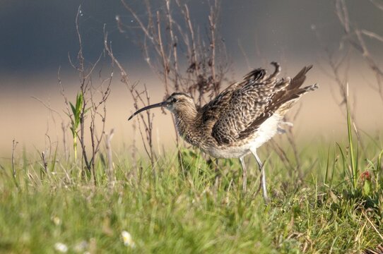 Numenius phaeopus, curlew, whimbrel, birds, charadriiformes, limicoles, snipe birds, scolopacidae, birds, waders, waders