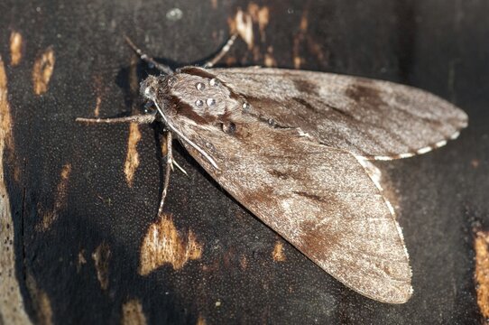 Hyloicus pinastri, pine swarmer, pine hawk moth, sphinx pinastri, pine arrow, butterfly, insects, moths, moths, moths, butterfly