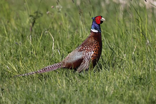 Pheasant (Phasianus colchicus), male in splendour plumage in a meadow, hunting pheasant, Dithmarschen, Schleswig-Holstein, Germany