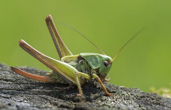 Decticus verrucivorus, grasshoppers, deciduous locusts, wart biters, ensifera, grasshoppers, grasshoppers, insects, long-feeler scares, wait biters