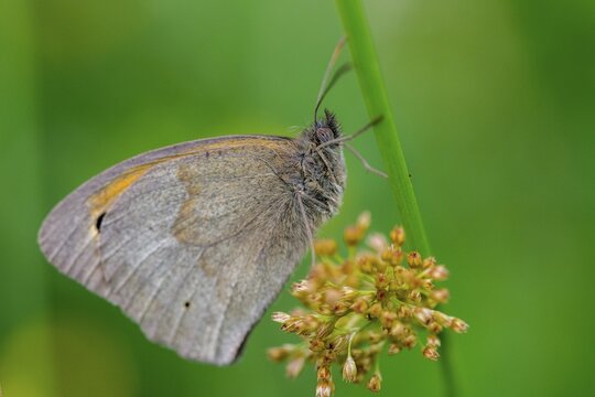 Big ox eye, maniola jurtina, meadow brown, butterfly, insects, butterfly, butterfly, butterfly