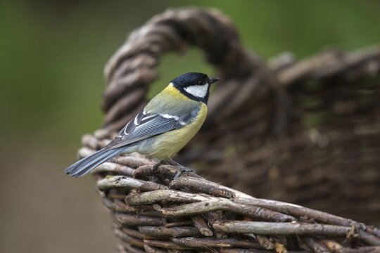 Great tit, great tit, parus major, birds, garden birds, home garden, tits, passeri, songbirds, songbirds, tits, birds