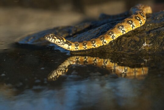 Natrix Maura, viperine snake, viper snake, critters, extremadura, reptilia, reptiles, snakes, snakes, Spain