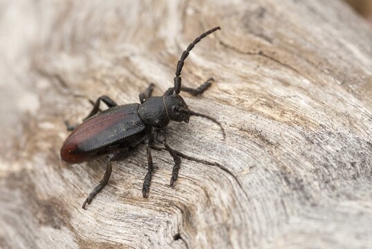 Dorcadion hybridum, Erbock spec.1, beetle, longhorn beetle, Greece, insects, insects, beetles