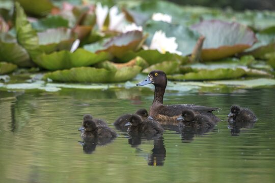 Aythya fuligula, dune cub, heron duck, tufted duck, anatidae, birds, ducks, ducks, duck birds, female, pullus, birds, waterbirds, waterbirds, female