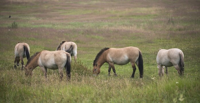Asian wild horse, Equus Przewalskii, Mongolian wild horse, odd-toed ungulates, perissodactyla, Przewalski's horse, tachi, horses, mammals, horses, mammals, impair ungulates