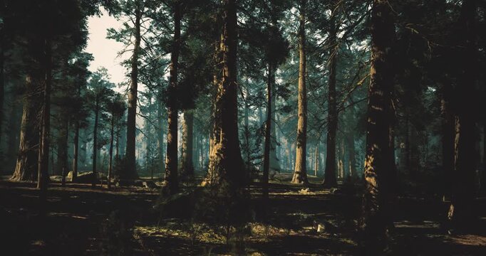 misty forest offering moody meditation vibes, soft fog muffling sound, muted greens and diffuse light creating tranquil setting for mindfulness and restorative