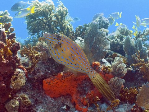 A tropical fish, the script filefish (Aluterus scriptus), swims above a colourful underwater landscape at the John Pennekamp Coral Reef State Park dive site, Key Largo, Florida Keys, Florida, USA