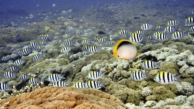 A school of striped fish, Indo-Pacific sergeant (Abudefduf vaigiensis), swimming over a coral reef in clear water, dive site SD, Nusa Ceningan, Nusa Penida, Bali, Indonesia