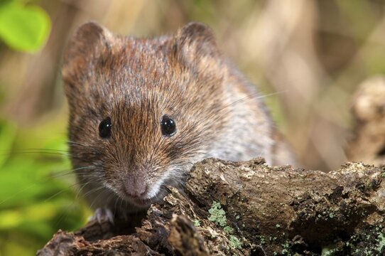 Bank vole, Clethrionomys glareolus, myodes glareolus, rodents, rodentia, rubella, forest vole, mammals, mouse, muroids, rodents, mammals, vole