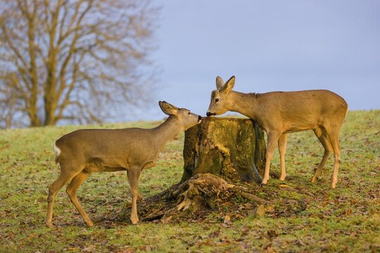 A female and male roe deer (Capreolus capreolus) nibble moss from a tree stump at sunrise