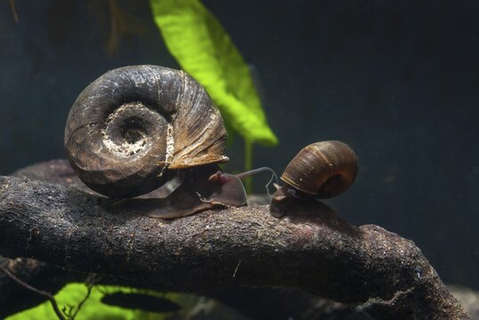 Great Ram's Horn snail, planorbarius corneus, posthorn snail, gastropod, mollusca, snails, molluscs