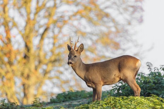 A roe deer buck (Capreolus capreolus) stands in a meadow in the first light of the day