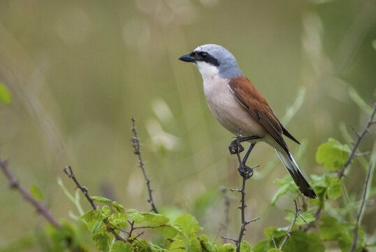 Lanius Collurio, red-backed shrike, redback shrike, birds, Bulgaria, male, passeri, songbirds, songbirds, birds, shrikes