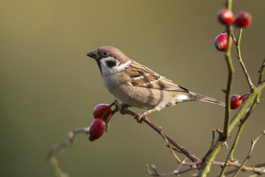 Tree Sparrow, Passer Montanus, Sparrow, Tree Sparrow, Birds, Passeri, Songbirds, Sparrow, Sparrow, Sparrow, Sparrow, Sparrow, Birds