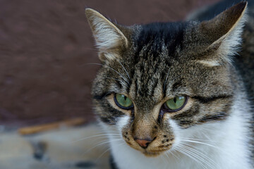 Naklejka premium Cat sits calmly and watches surroundings in an outdoor area nearby